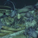 Octopuses and eels feeding off the carcass.